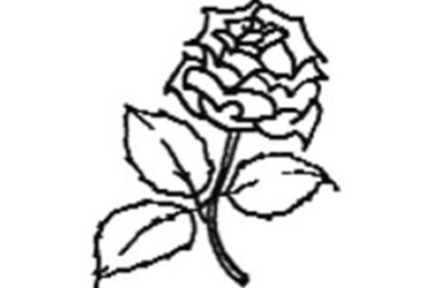 Ny blomst (rose)<